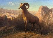 Albert Bierstadt A Rocky Mountain Sheep, Ovis, Montana oil painting on canvas